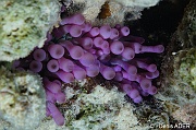 Condylactis-gigantea-Bonaire Coco Beach-14m-20180217-Denis-ADER-DSC_6340_tn
